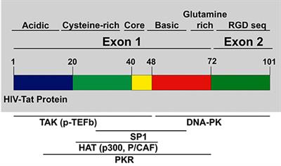 HIV-1 Tat: Role in Bystander Toxicity